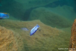 Cynotilapia zebroides 'Pombo Rocks'